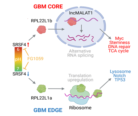 https://rcpcm.ru/science/wp-content/uploads/2023/01/Nature-Cell.bmp